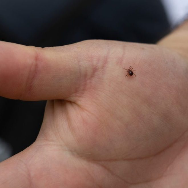 A lone star tick crawls on southern Illinois University zoology professor Agustín Jiménez’s hand on April 13, 2026, in Thompson Woods in Carbondale, Illinois. (Photo by Riley Sembler)