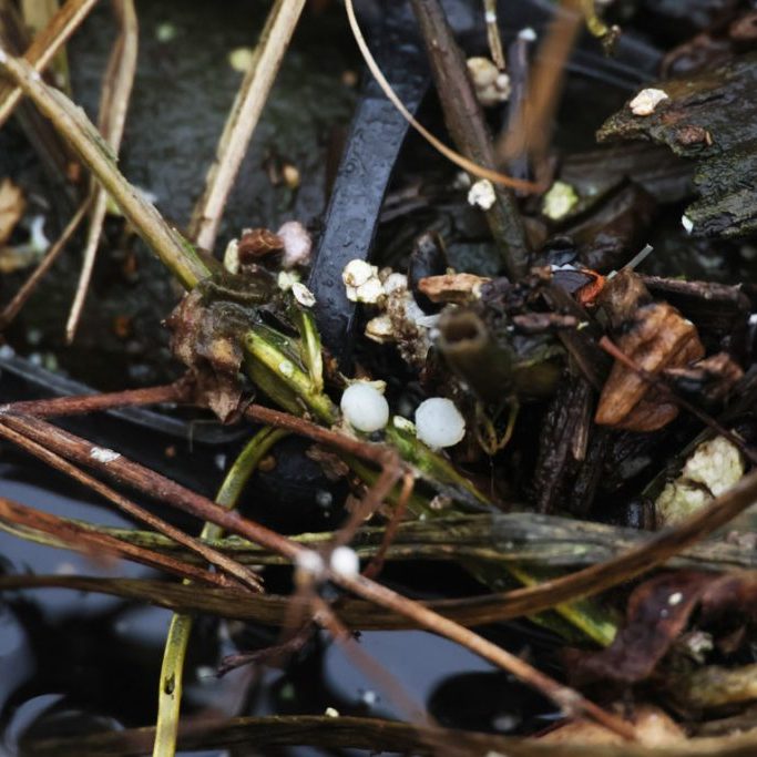 Lightweight plastic pellets can be seen between seedlings at Chicago’s Wild Mile, a floating garden park at the north branch of the Chicago river. (Medill Illinois News Bureau photo by Gabriel Castilho)