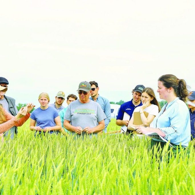 Jessica Rutkoski demonstrates how to conduct spikelet and tiller counts in an Effingham County field during the 2026 Illinois Wheat Association Wheat Plot Tour. (Photos by Rhiannon Branch of FarmWeek)