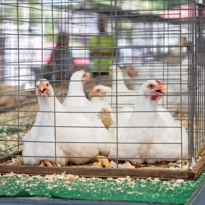 China will purchase at least $17 billion per year of US agricultural products through 2028, in addition to the soybean purchase commitments made in October 2025, according to the White House. (Photo by Catrina Rawson of FarmWeek)